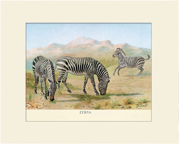 Zebra, Art Print by Lydekker, Natural History Illustration