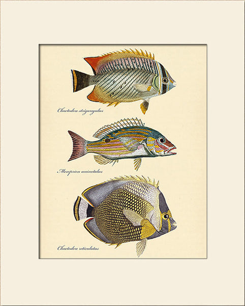 Butterfly Fish #101 by Cuvier, Vintage Sea Life Art Print, Natural History Illustration