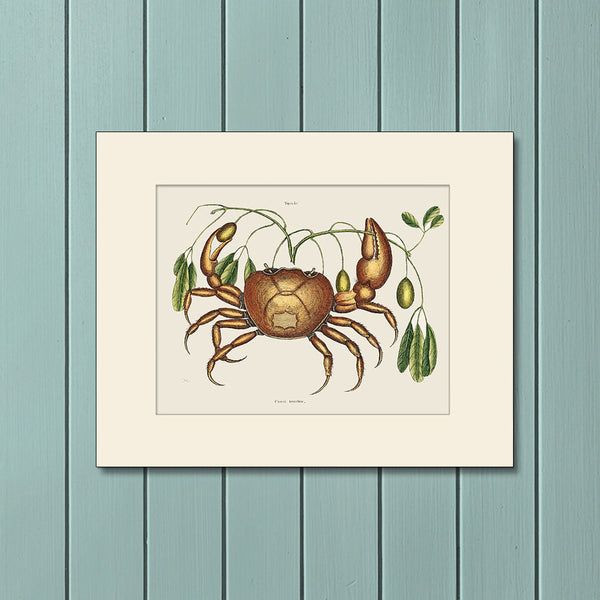 Land Crab, Vintage Art Print by Mark Catesby, Natural History Illustration