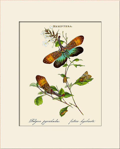 Lantern Fly Print by Donovan, Art Prints, Natural History, Insect Illustration