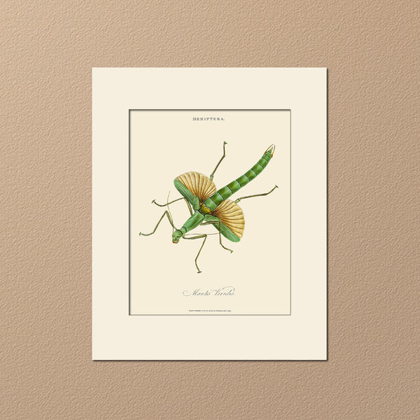 Mantis Viridis, Insect Art Print by Donovan, Natural History Illustration