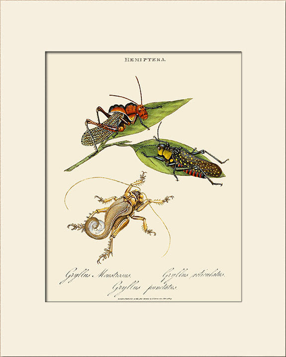 Field Crickets, Insect Art Print by Donovan, Natural History Illustration