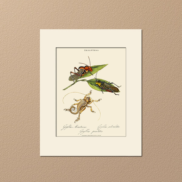 Field Crickets, Insect Art Print by Donovan, Natural History Illustration