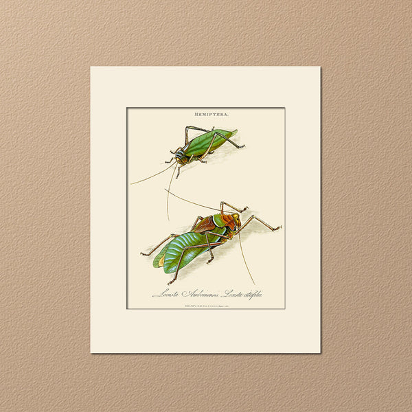 Locusta Amboinensis, Insect Art Print by Donovan, Natural History Illustration