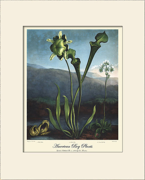 American Bog Plant by Thornton, Art Print, Natural History, Botanical Illustration