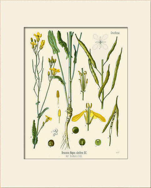 Rapeseed Plant by Köhler, Art Print, Natural History, Botanical Illustration