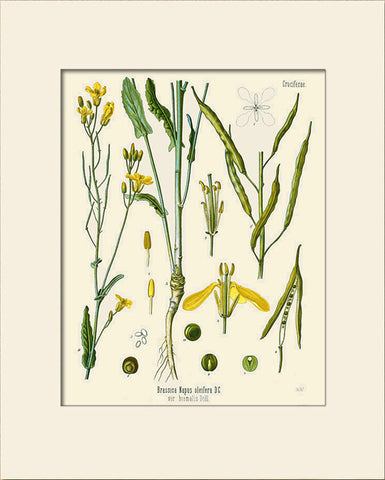 Rapeseed Plant by Köhler, Art Print, Natural History, Botanical Illustration