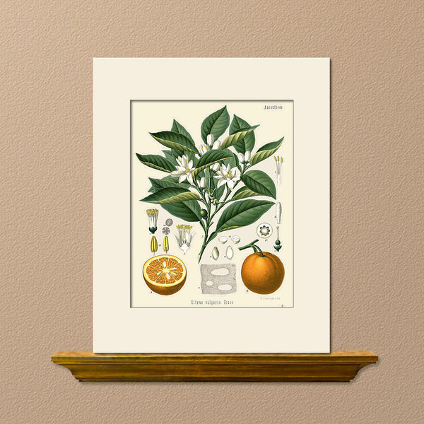 Seville Orange by Köhler, Matted Art Print, Natural History, Botanical Illustration