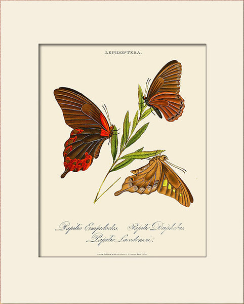 Papilio Empedocles, Butterfly Art Print by Donovan, Natural History Illustration