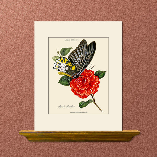 Papilio Panthous, Butterfly Art Print by Donovan, Natural History Illustration