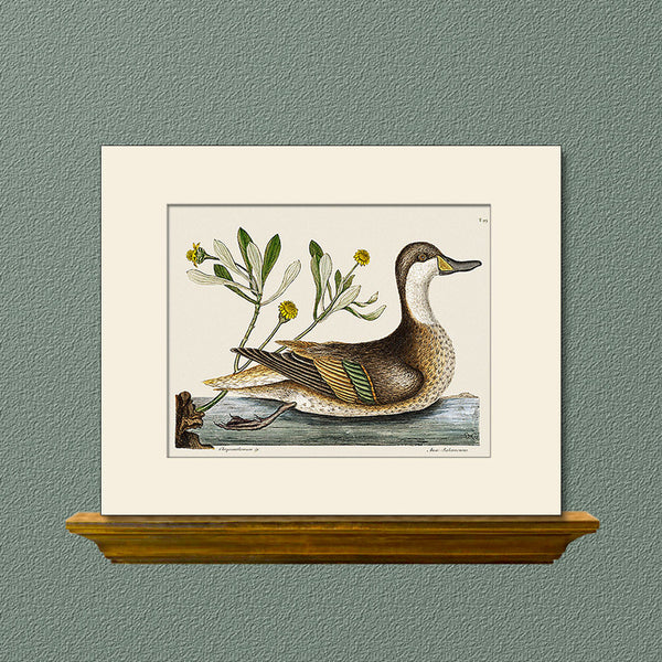 Ilatheria Duck, Bird Art Print by Catesby, Natural History Illustration
