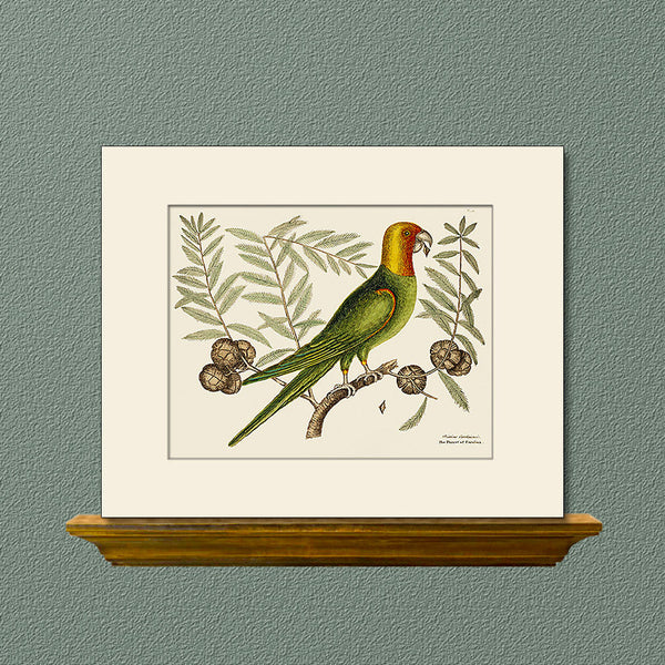 Carolina Parakeet by Mark Catesby, Matted Art Print, Natural History, Bird Illustration