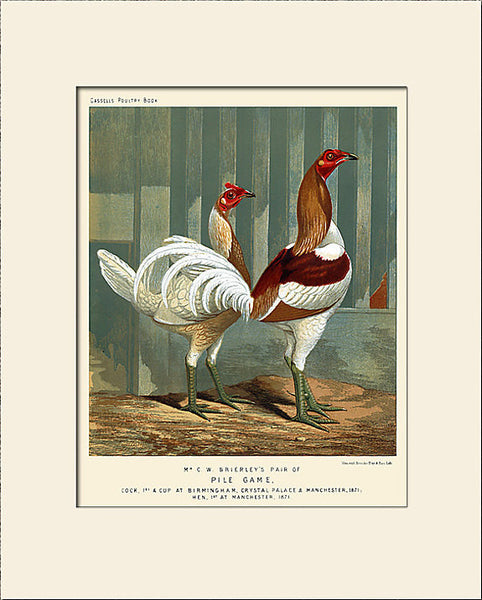 Pile Game Chickens by Ludlow, Print, Natural History, Bird Illustration