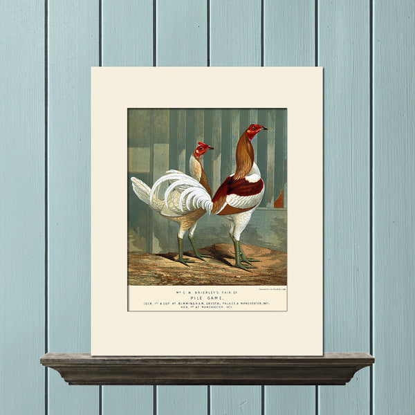 Pile Game Chickens by Ludlow, Print, Natural History, Bird Illustration
