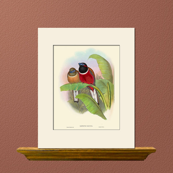 Red-Naped Trogon, Bird Art Print by Gould, Natural History Illustration