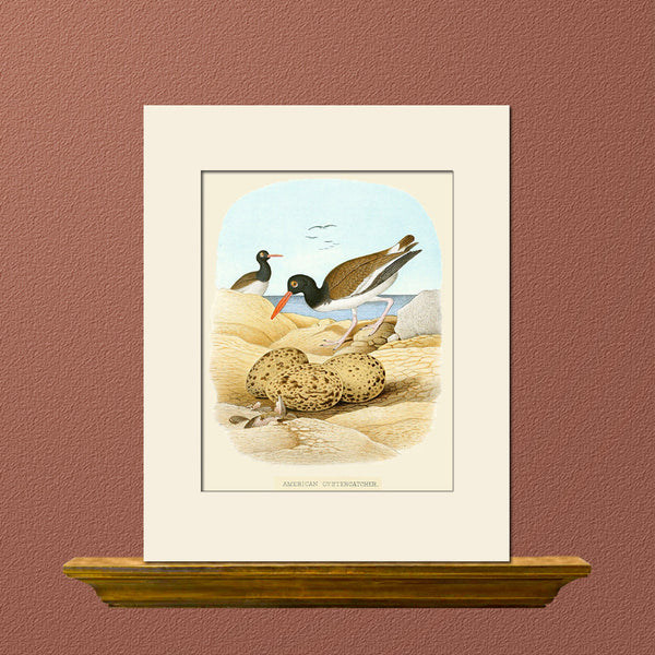 American Oystercatcher by Gentry, Art Print, Natural History, Bird Illustration