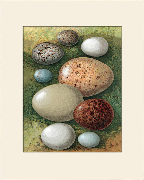 Vintage Bird Eggs (Woodlark, Merlin, etc.) Art Print by Thorburn, Natural History Illustration