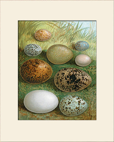 Vintage Bird Eggs (Sparrow, Robin, etc.), Art Print by Thorburn, Natural History Illustration