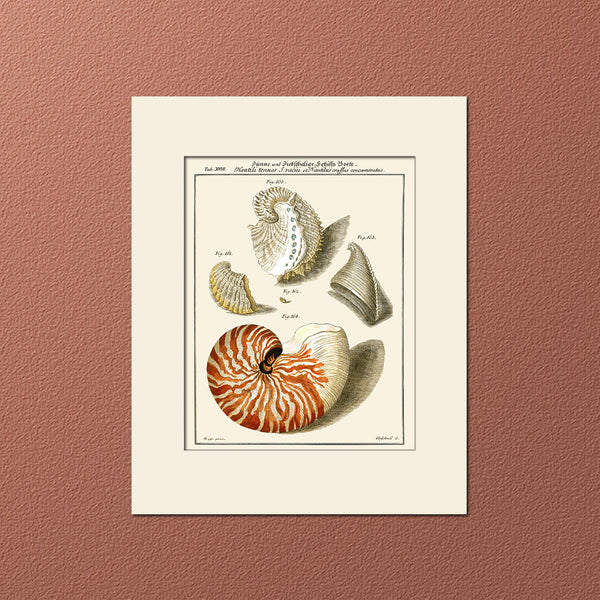 Nautilus Shell Print #18 by Martini, Art Print, Natural History, Sea Life Illustration