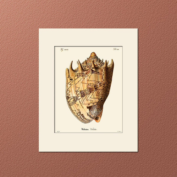 Volutae Sea Shell #385 Art Print by Martini, Natural History Illustration