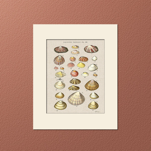 Sea Shells Print #3 by George Sowerby, Art Print, Natural History, Sea Life Illustration