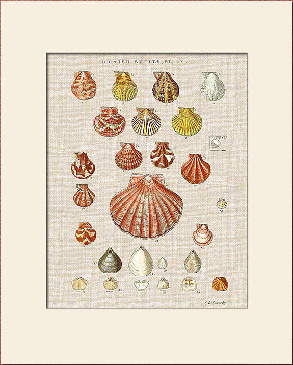 Sea Shells Print #9 by George Sowerby, Art Print, Natural History, Sea Life Illustration