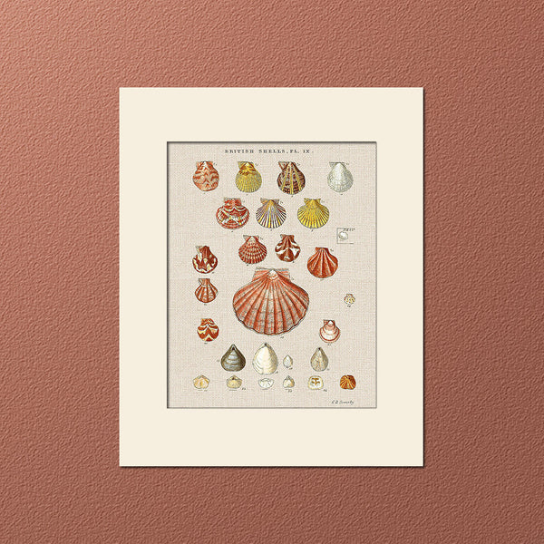 Sea Shells Print #9 by George Sowerby, Art Print, Natural History, Sea Life Illustration