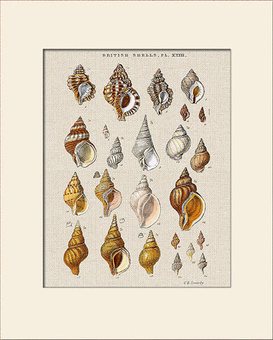 Sea Shells Print #18 by George Sowerby, Art Print, Natural History, Sea Life Illustration