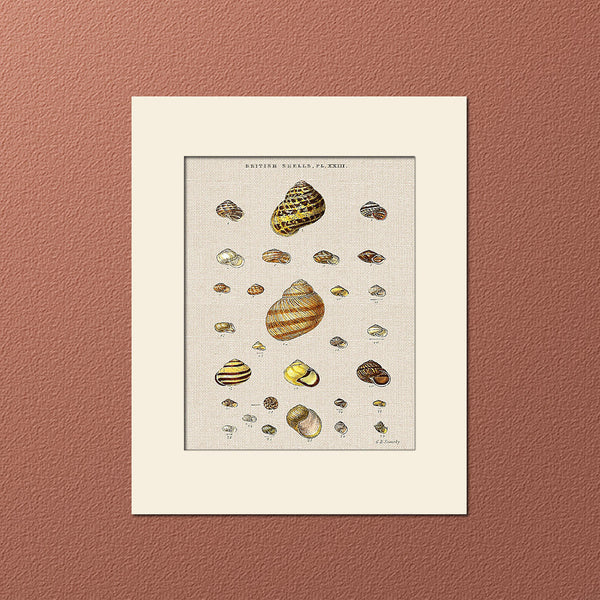 Sea Shells Print #23 by George Sowerby, Art Print, Natural History, Sea Life Illustration