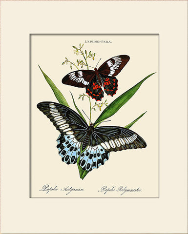 Papilio Astyanax, Butterfly Art Print by Donovan, Natural History Illustration