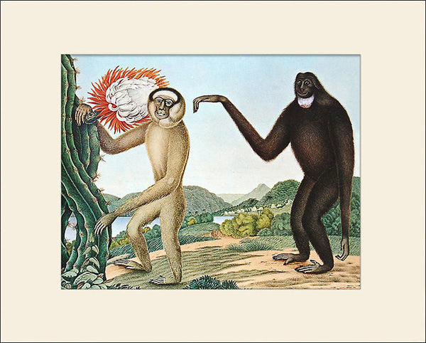 Hoolock Gibbon, Art Print by Aloys Zötl, Natural History Illustration