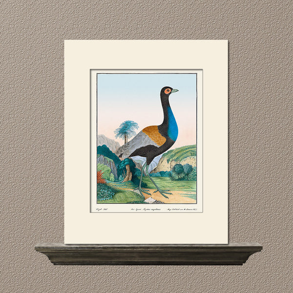 Agami Heron, Bird Art Print by Aloys Zötl, Natural History Illustration
