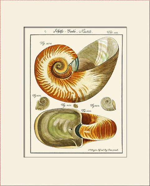Nautilus Shell Print #137 by Martini, Art Print, Natural History, Sea Life Illustration