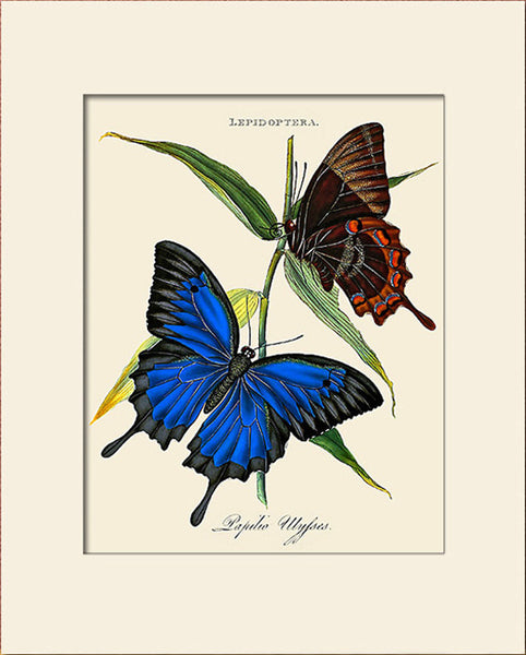 Papilio Ulysses, Butterfly Art Print by Donovan, Natural History Illustration