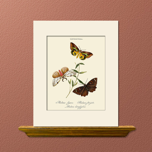 Papilio Figura, Butterfly Art Print by Donovan, Natural History Illustration