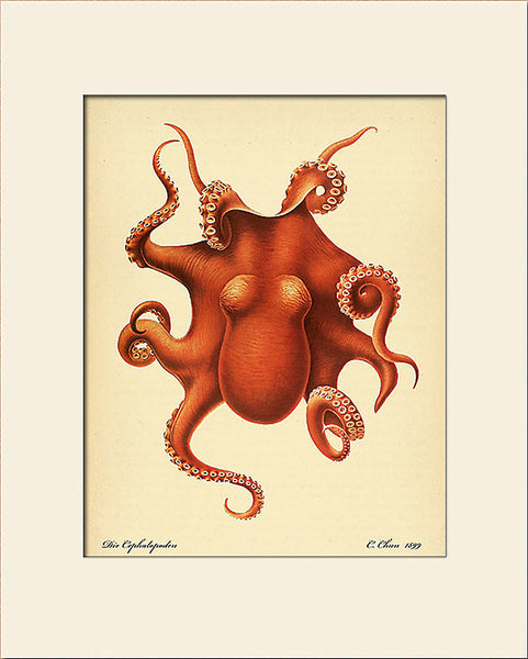 Red Octopus by Carl Chun, Vintage Sea Life Art Print, Natural History Illustration