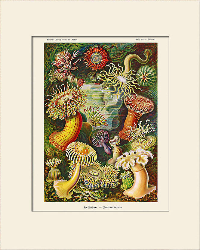絵画 anemone fddaa0d95b739aa435a89a20f66665
