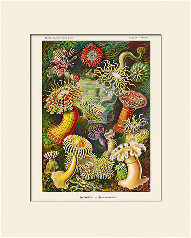Sea Anemone by Ernst Haeckel, Vintage Sea Life Art Print, Natural History Illustration
