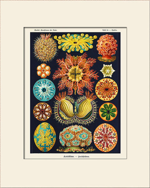 Ascidiae by Ernst Haeckel, Vintage Sea Life Art Print, Natural History Illustration