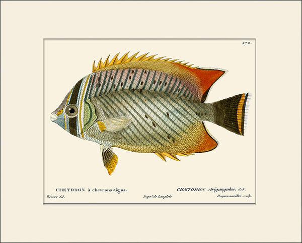 Butterfly Fish #172 by Cuvier, Vintage Sea Life Art Print, Natural History Illustration
