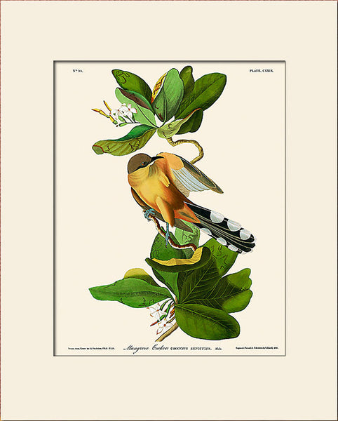 Mangrove Cuckoo by John James Audubon, Vintage Bird Art Print, Natural History