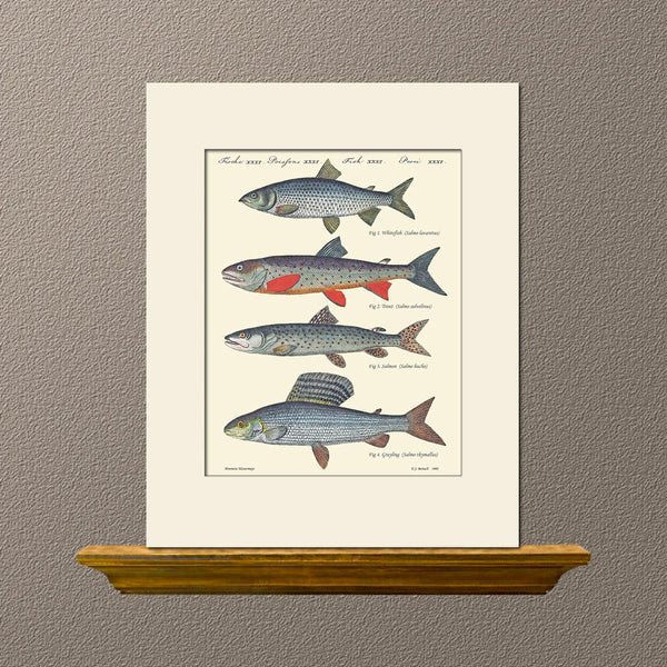 Salmon Fish by Bertuchi, Vintage Art Print, Natural History Illustration
