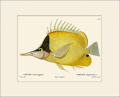 Butterfly Fish #175 by Cuvier, Vintage Sea Life Art Print, Natural History Illustration