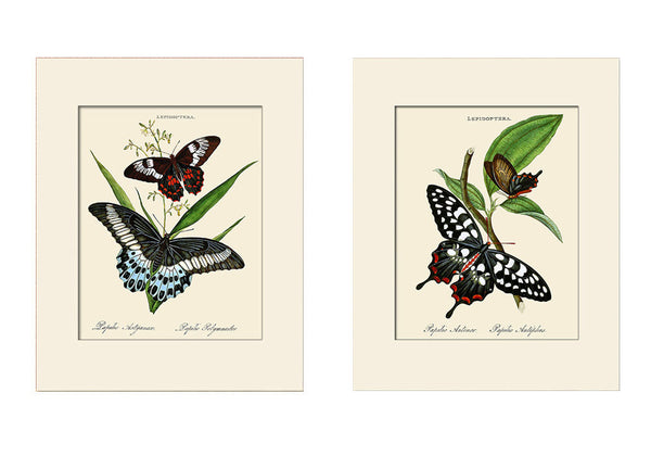 Butterfly Print Set No. 2 by Donovan, Art Prints, Natural History, Butterfly Illustration