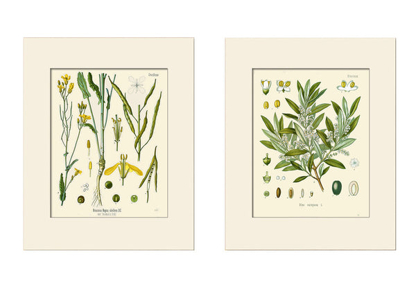 Botanical Print Set No. 2 by Hooker and Köhler, Art Prints, Natural History, Botanical Illustration