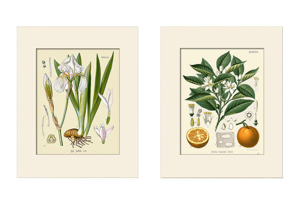 Botanical Print Set No. 1 by Hooker and Köhler, Art Prints, Natural History, Botanical Illustration