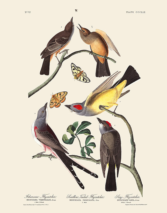 Arkansas Flycatcher by John James Audubon, Vintage Bird Art Print, Natural History