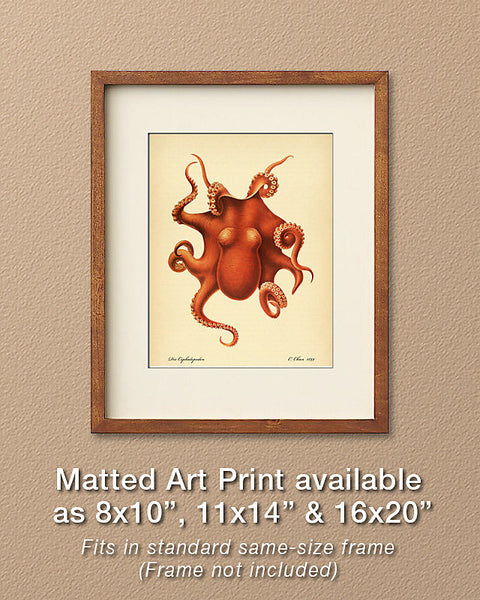 Red Octopus by Carl Chun, Vintage Sea Life Art Print, Natural History Illustration