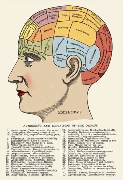 Phrenological Chart  Poster