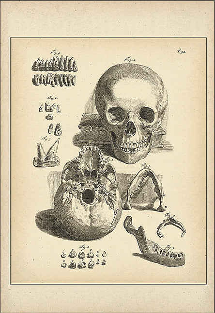 Skulls, Teeth & Jaw Bone